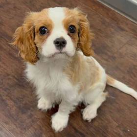 Cavalier King Charles Spaniel