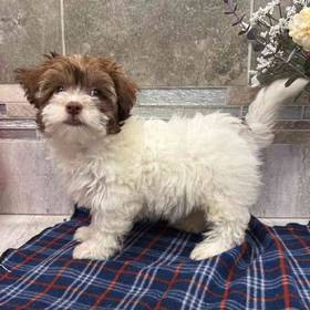 Havanese