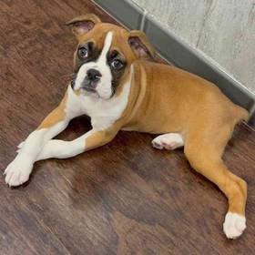 Boxer