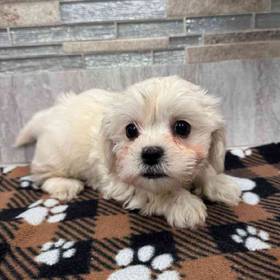 Bichon