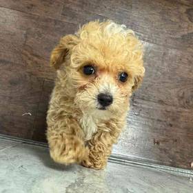 Poodle