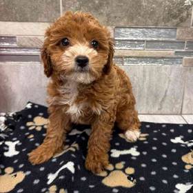 Cavapoo