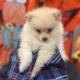 Pomeranian