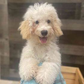 Mini Poodle