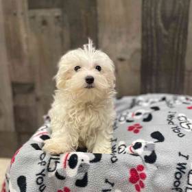 Maltese