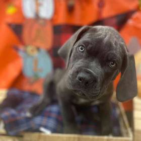 Cane Corso