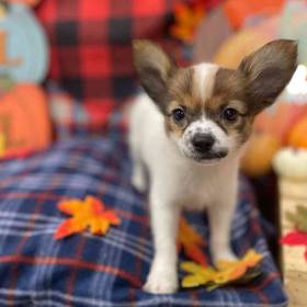 Papillon