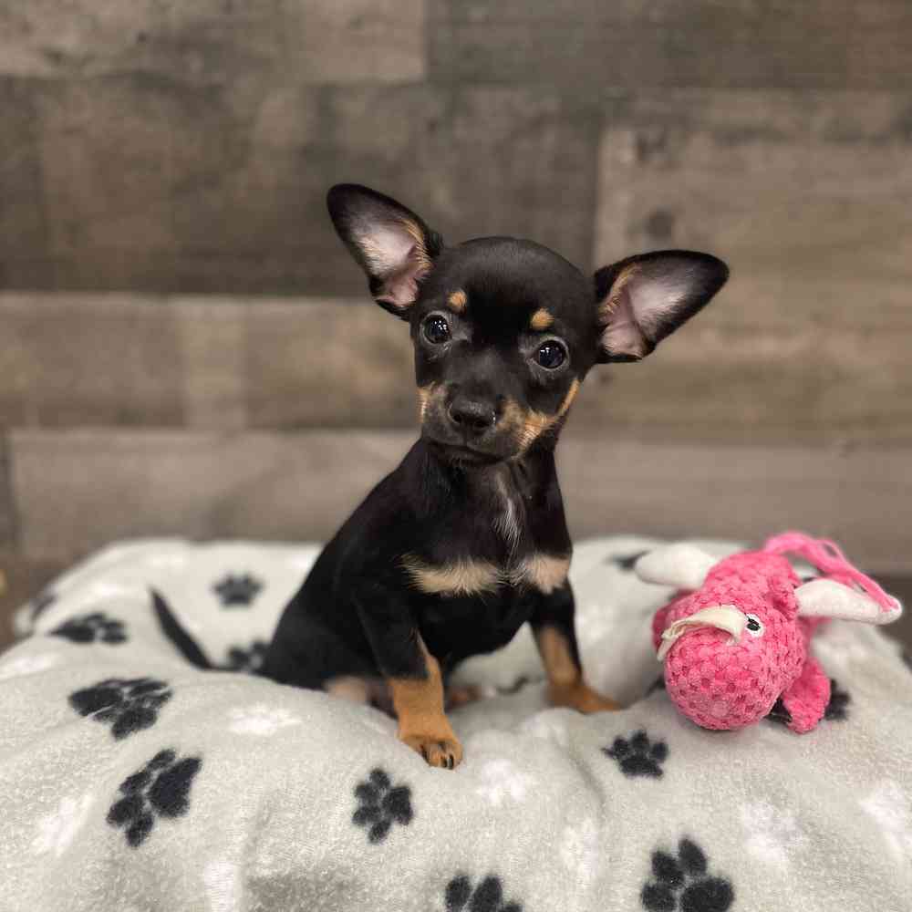 Tiny best sale haven chihuahuas